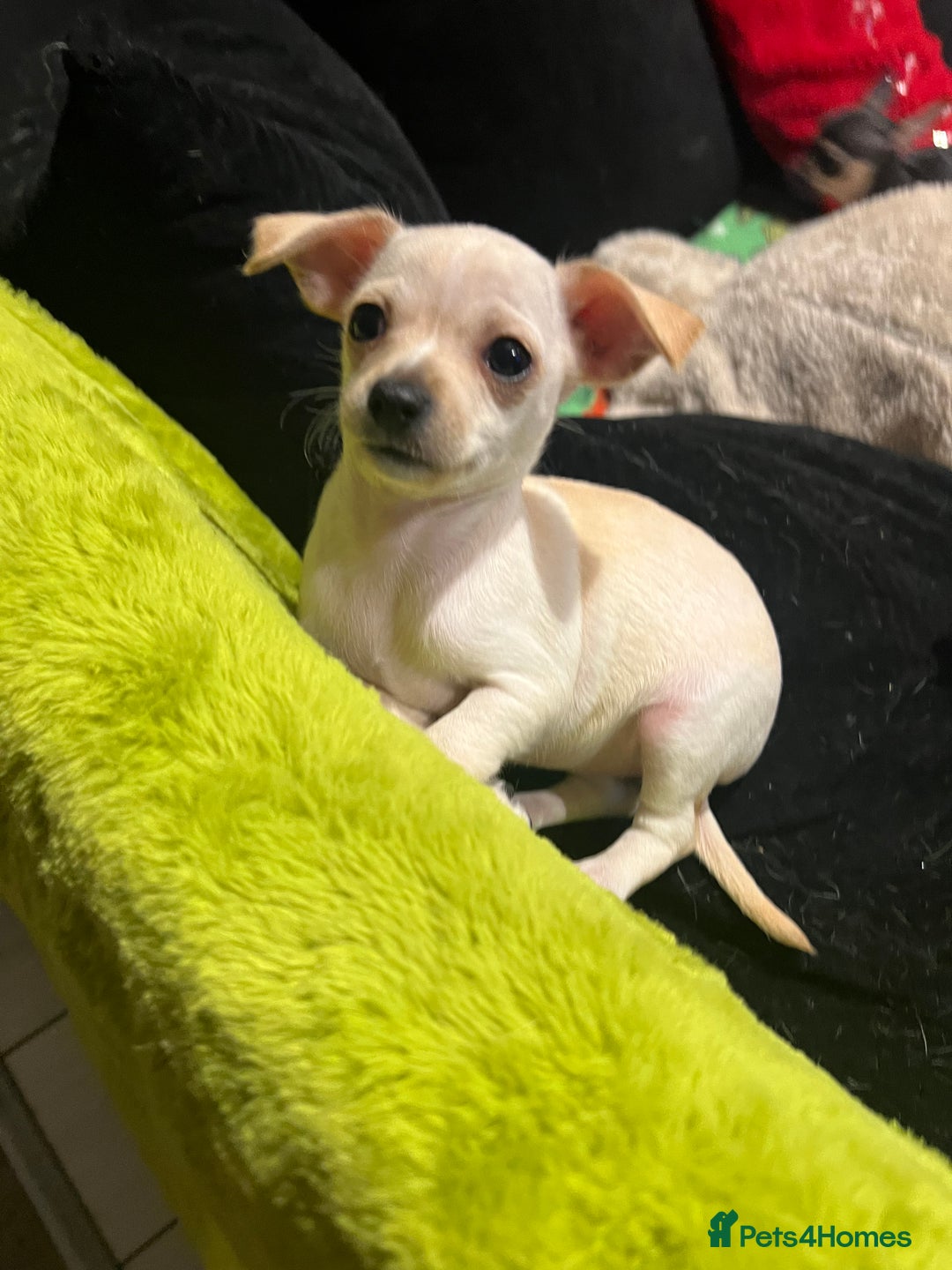 Chihuahua dogs for sale: Beautiful short hair chihuahua  - Advert 7
