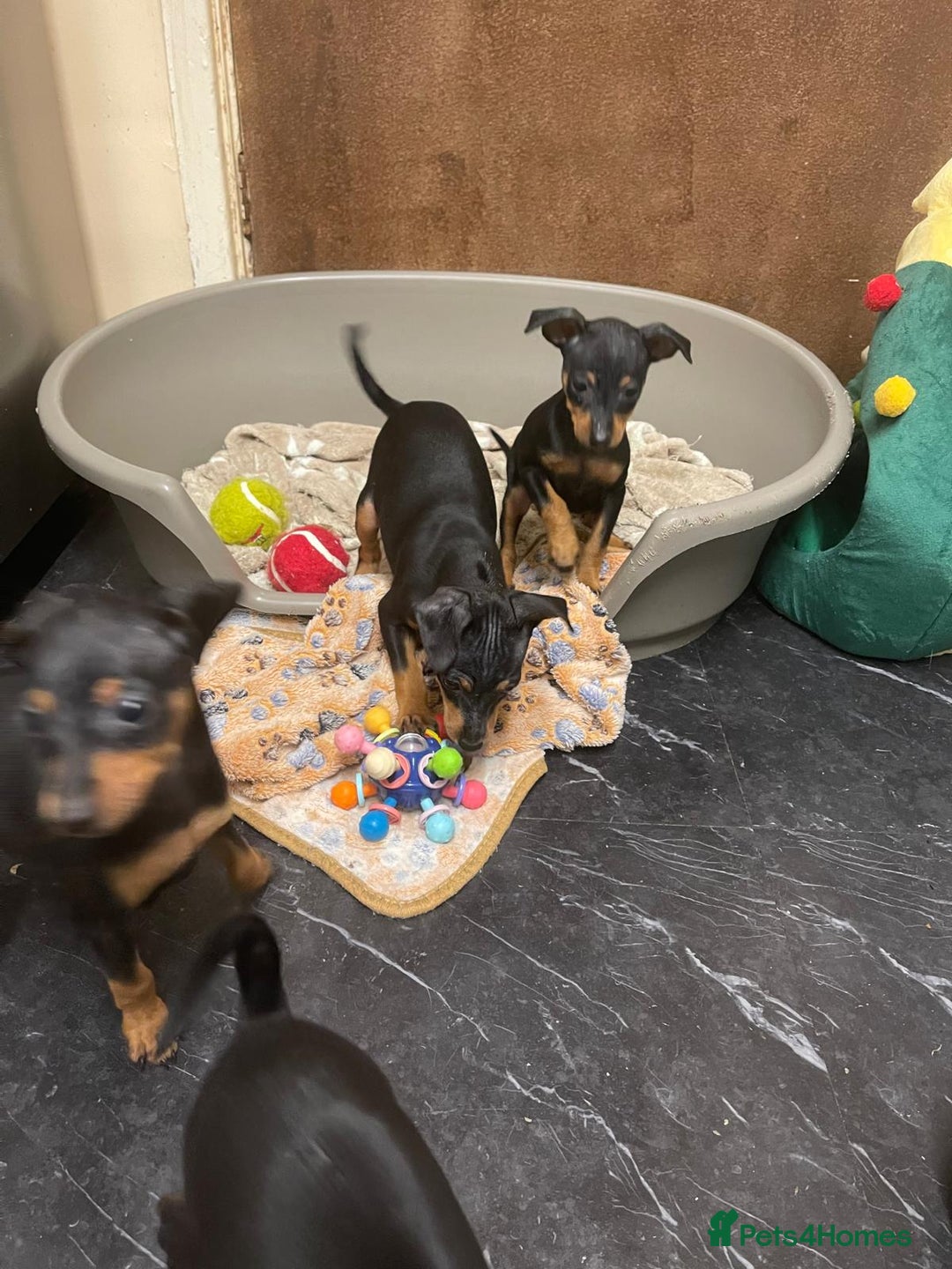 Miniature Pinscher dogs for sale: Beautiful Miniature Pinscher . - Advert 25