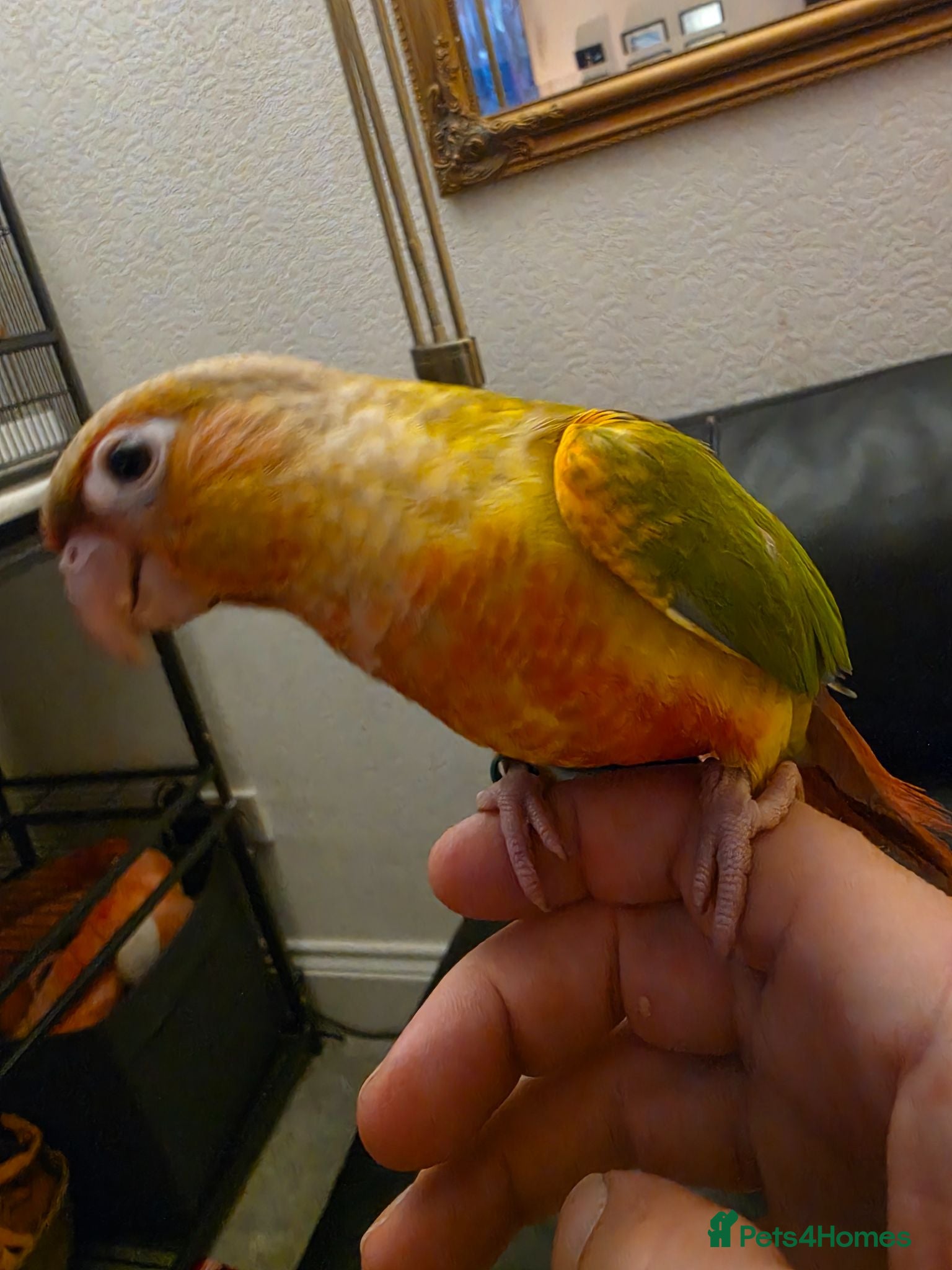 Conures birds Hand reared Conures LAST 1! - Advert 1