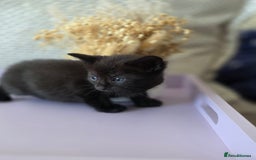 Mixed Breed cats for sale: Black kittens  - Image 7