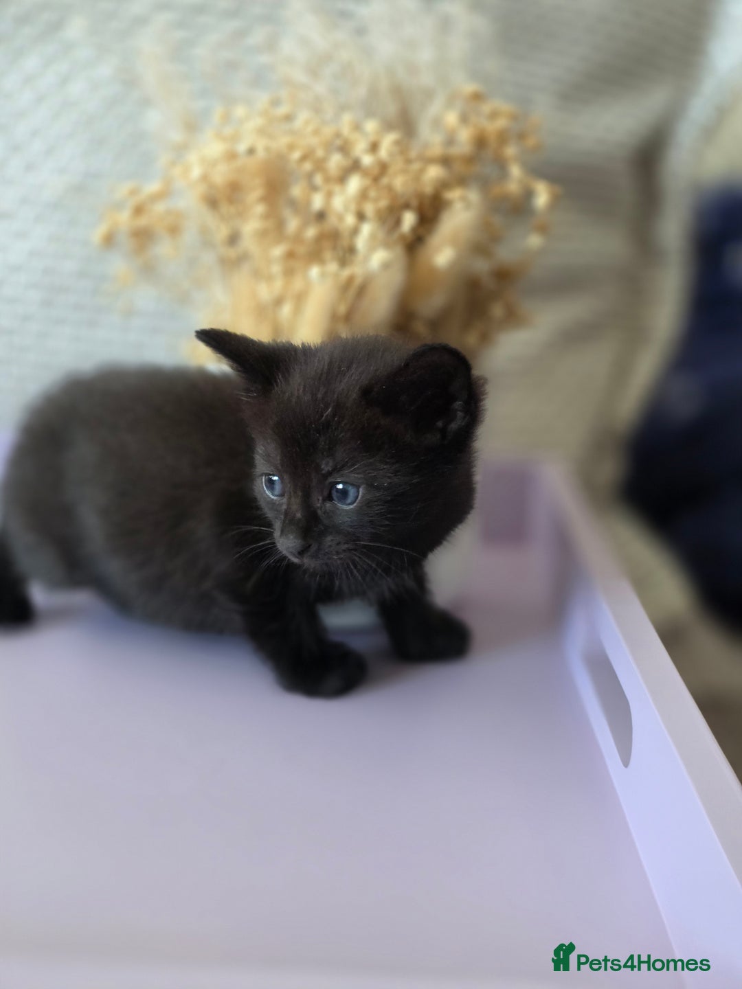 Mixed Breed cats for sale: Black kittens  - Image 7