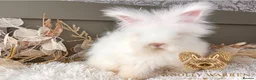 Angora rabbits for sale: 3 BEAUTIFUL VACCINATED ANGORAS READY NOW - Advert 14
