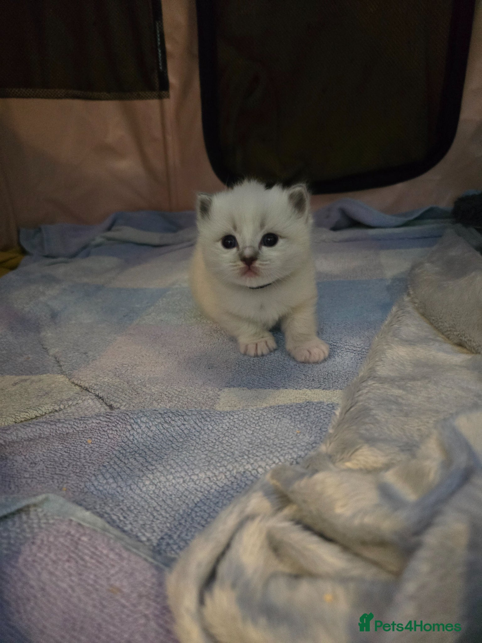 Ragdoll cats Stunning European bloodline kittens  - Advert 3