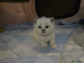 Ragdoll cats Stunning European bloodline kittens - Advert 3