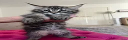 Maine Coon cats for sale: Maine coon kittens for sale - Advert 19