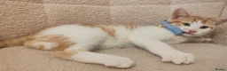 Mixed Breed cats for sale: 4 Loving kittens for sale  - Advert 20