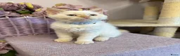 Selkirk Rex cats for sale: Selkirk rex kittens!ONE CURLY KITTEN LEFT! - Advert 4