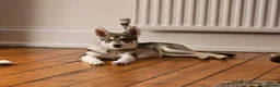 Shepsky dogs for sale: Rehoming a Little Lady - Advert 9