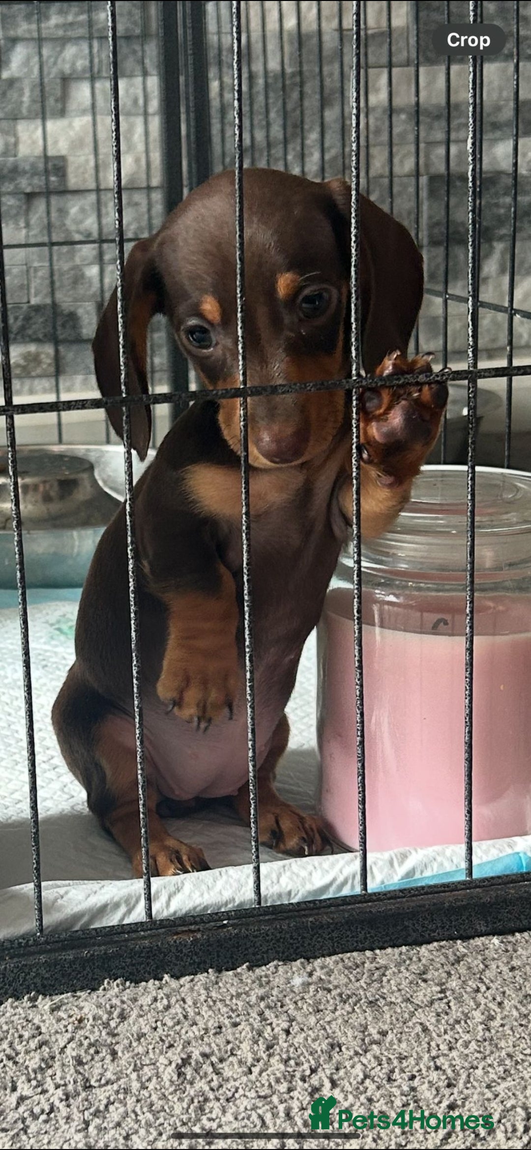 Miniature Dachshund dogs for sale: Stunning chocolate and tan miniature dachshund - Image 2