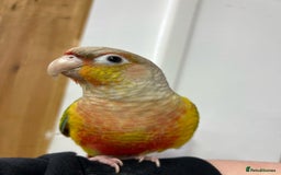 Conures birds for sale: Pair of conure parrots  - Image 2