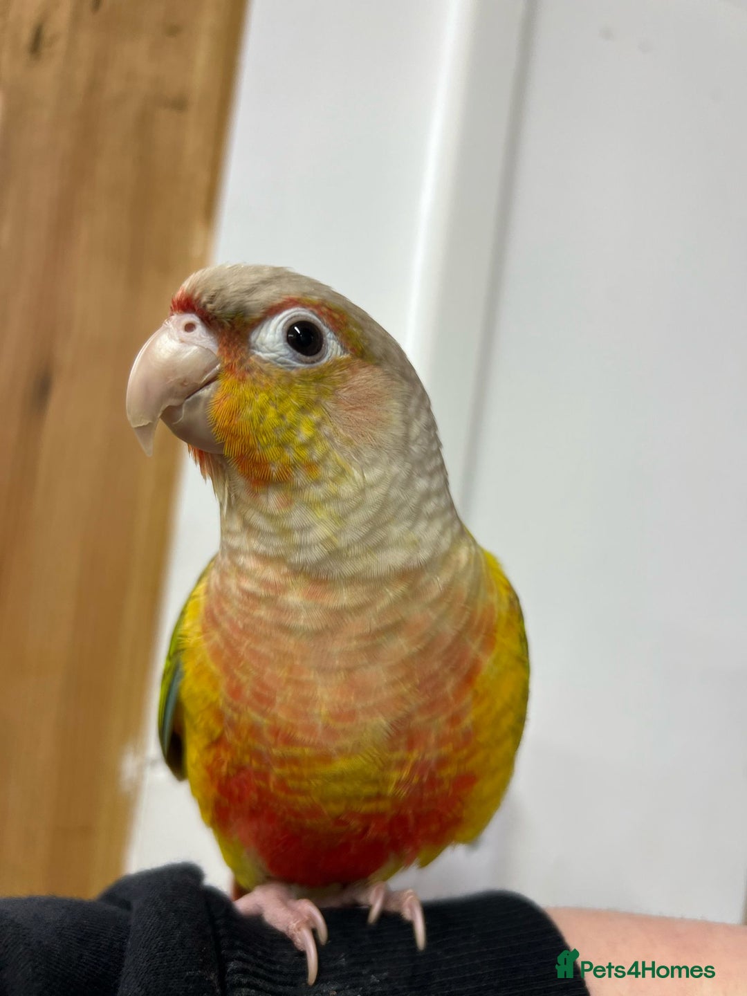Conures birds for sale: Pair of conure parrots  - Image 2