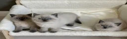 British Shorthair cats for sale: British shorthair Scottish fold kittens  - Advert 3