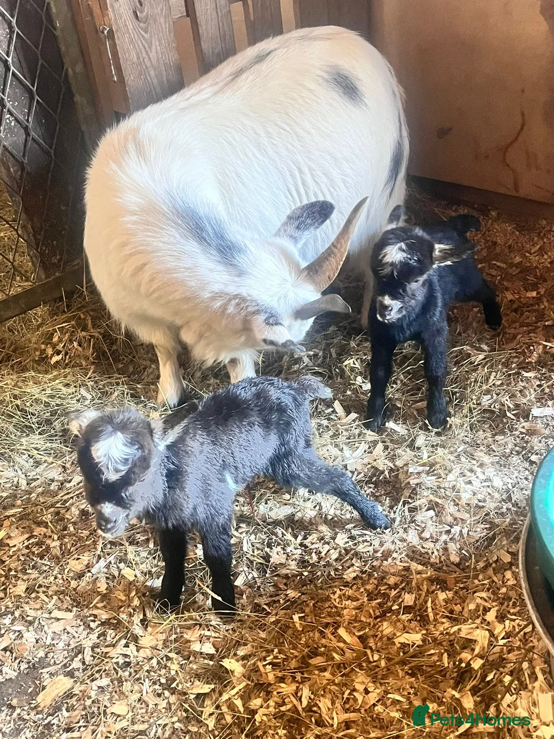 Goats livestock for sale: Dwarf Goat Male kid - Advert 2