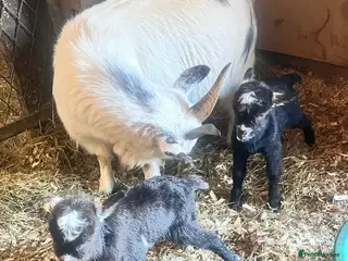 Goats livestock Nigerian Dwarf with 2 kids - Advert 16