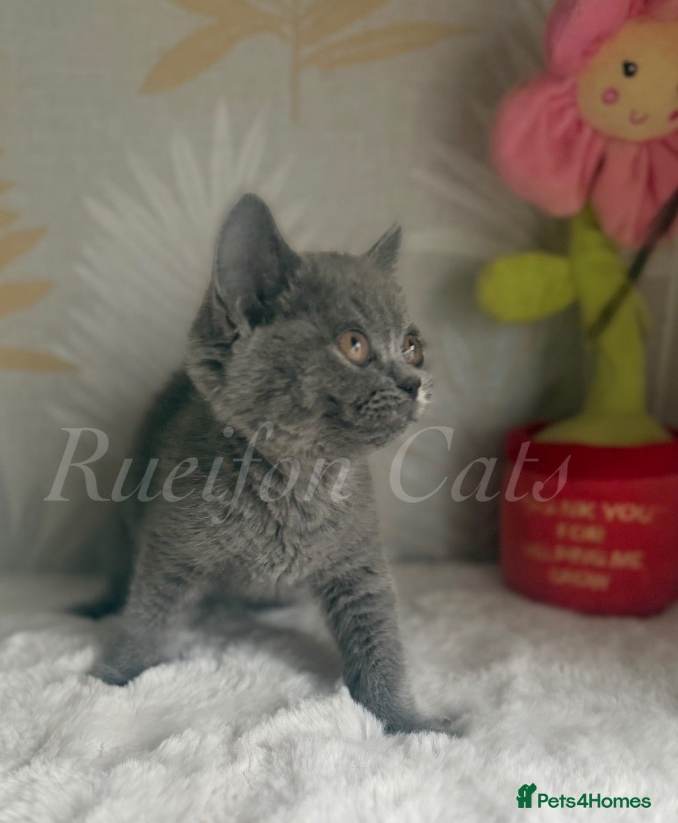 British Shorthair cats GCCF REGISTERED Kittens available  - Advert 2