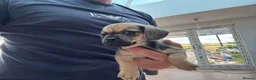 Mixed Breed dogs for sale: Stunning pug x dachshund  in Liskeard - Advert 19