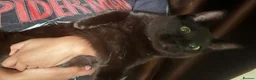 Mixed Breed cats for sale: Beautiful ragdoll mix kittens - Advert 11