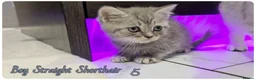 Scottish Fold cats for sale: Scotish fold kittens - Advert 18