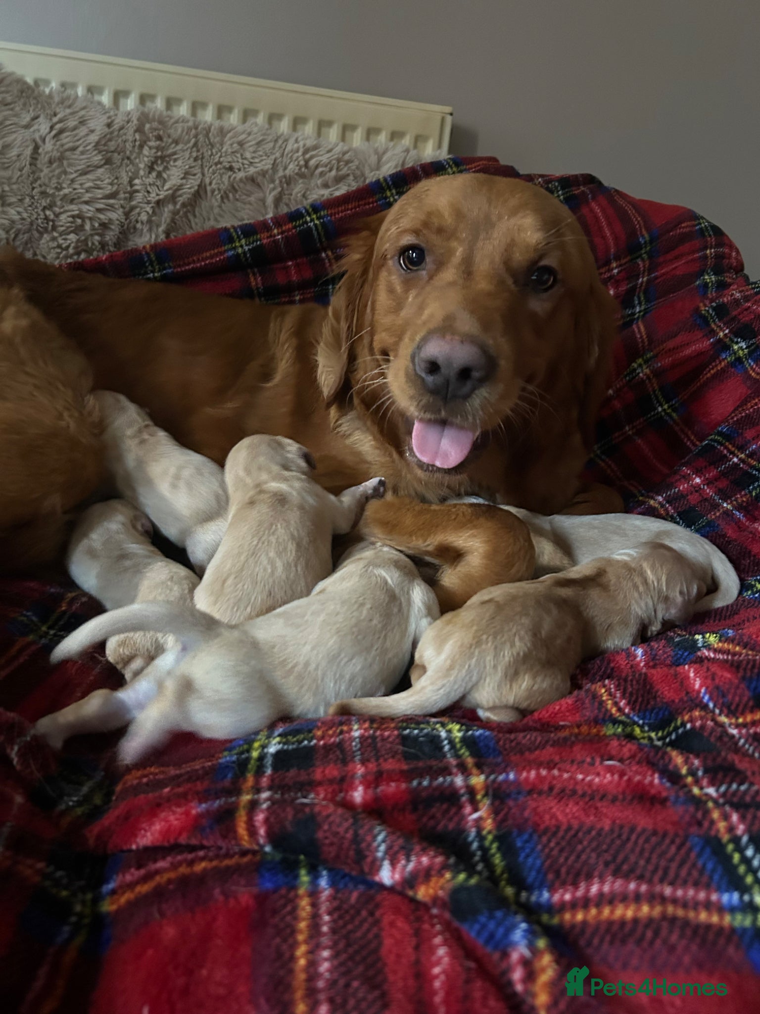 Golden Retriever dogs Golden Retriever Puppies (From 2 x Champion line) - Advert 4