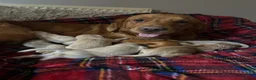 Golden Retriever dogs for sale: Golden Retriever Puppies (From 2 x Champion line) - Advert 1