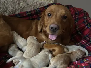 Golden Retriever dogs Golden Retriever Puppies (From 2 x Champion line) - Advert 7