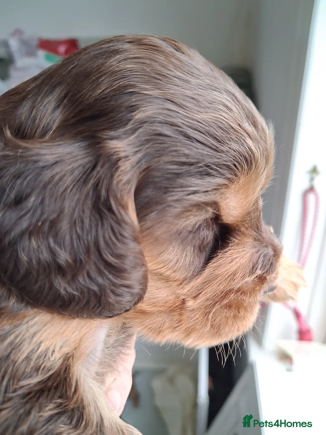 Cocker Spaniel dogs for sale: Absolutely Stunning Show Cocker Spaniels - Advert 13