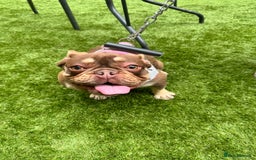 French Bulldog dogs for sale: Rojo & tan Female & Male - Image 2