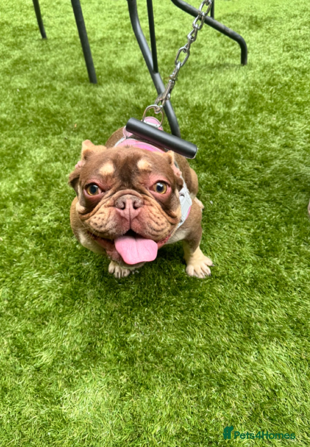 French Bulldog dogs for sale: Rojo & tan Female & Male - Image 2