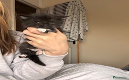Mixed Breed cats for sale: Beautiful male black and white kitten - Image 3