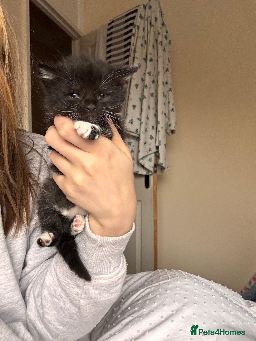 Mixed Breed cats for sale: Beautiful male black and white kitten - Image 3
