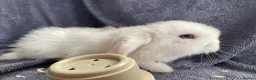 Mini Lop rabbits for sale: Mini lops ready to reserve  - Advert 13