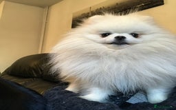 Pomeranian dogs for stud: PROVEN Kc Reg Tiny White 2.2kg Pomeranian  in Belper - Image 15