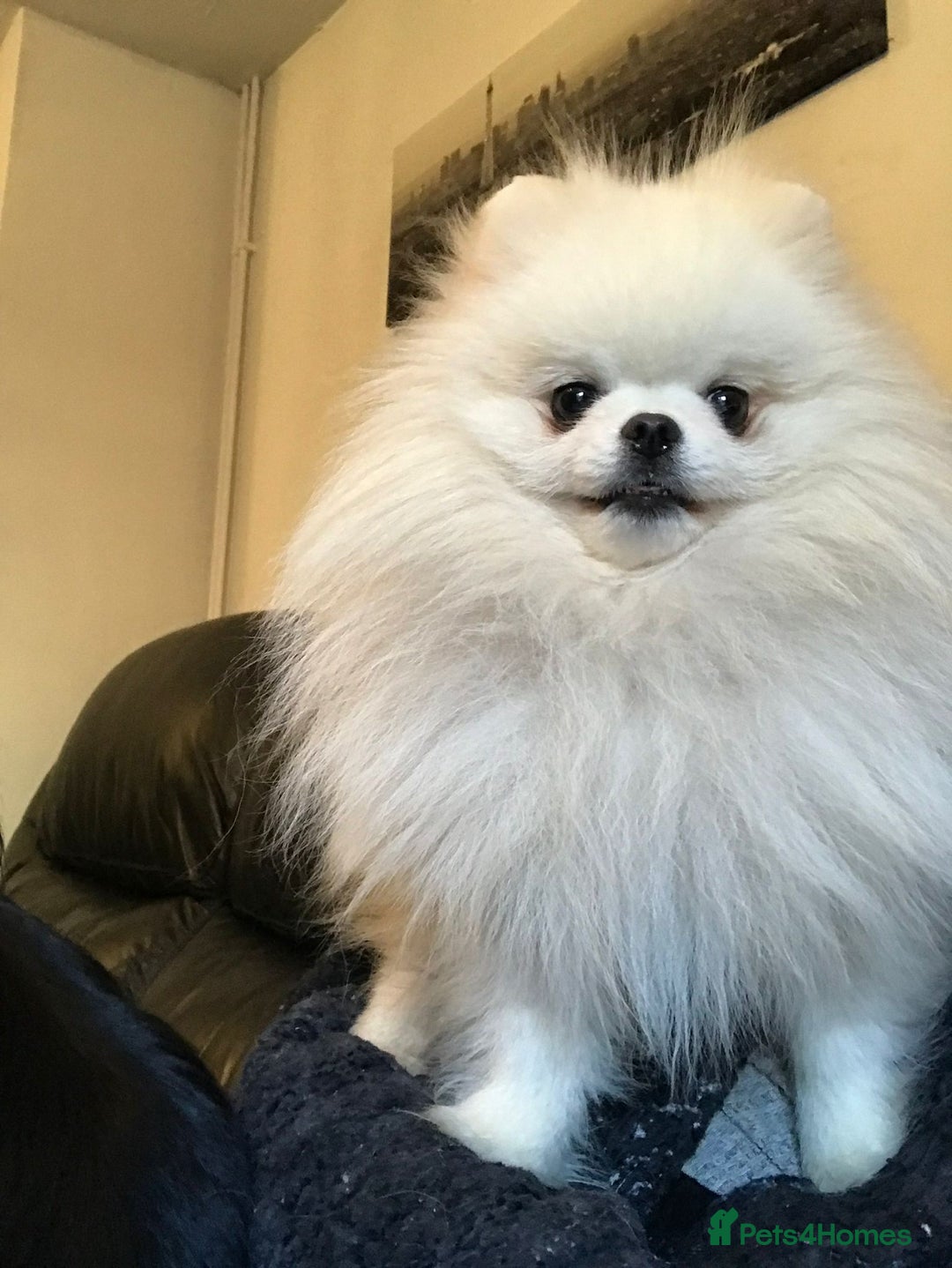 Pomeranian dogs for stud: PROVEN Kc Reg Tiny White 2.2kg Pomeranian  in Belper - Image 15