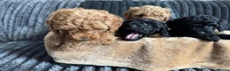 Toy Poodle dogs for sale: 4 beautiful toy poodle puppies  in Burton-on-Trent - Advert 6