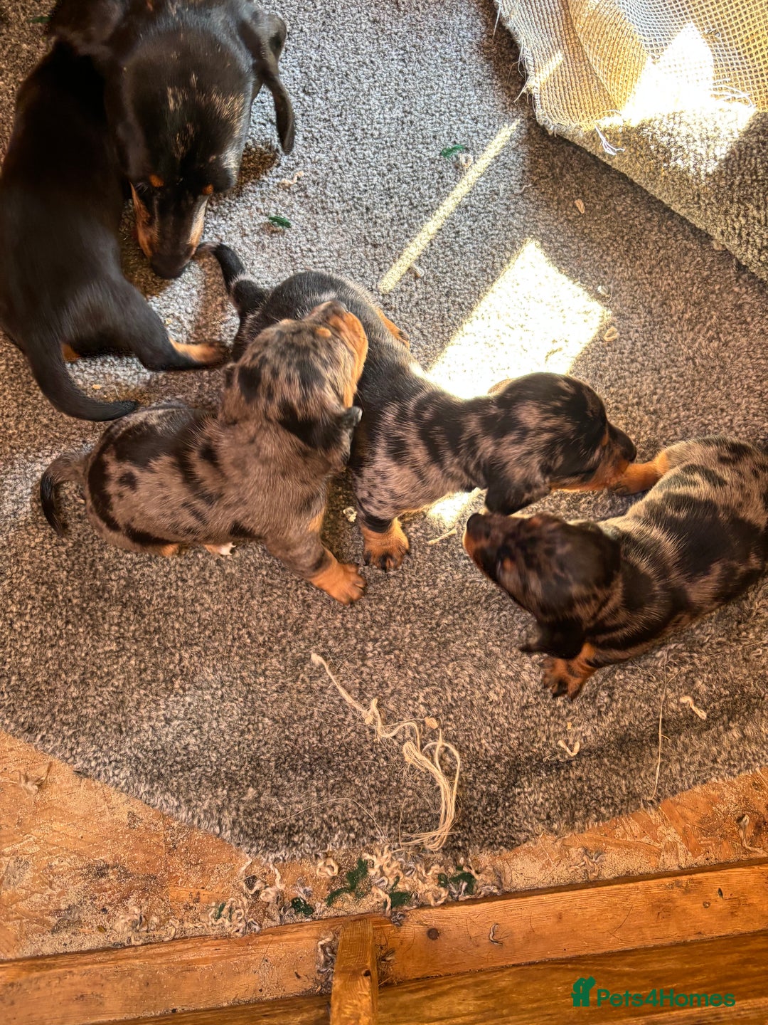 Dachshund dogs for sale: Datchound puppies  - Image 2