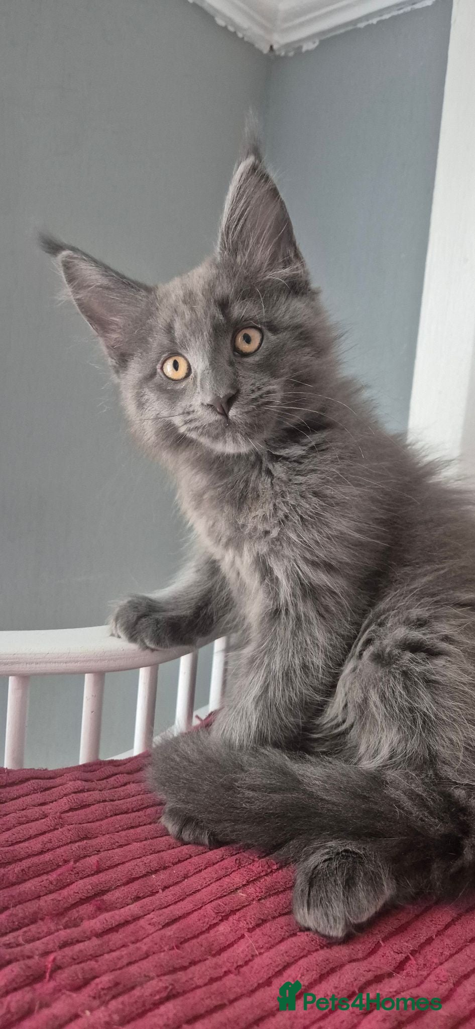 Maine Coon cats Maine Coon kittens Glasgow TICA REGISTERED  - Advert 2
