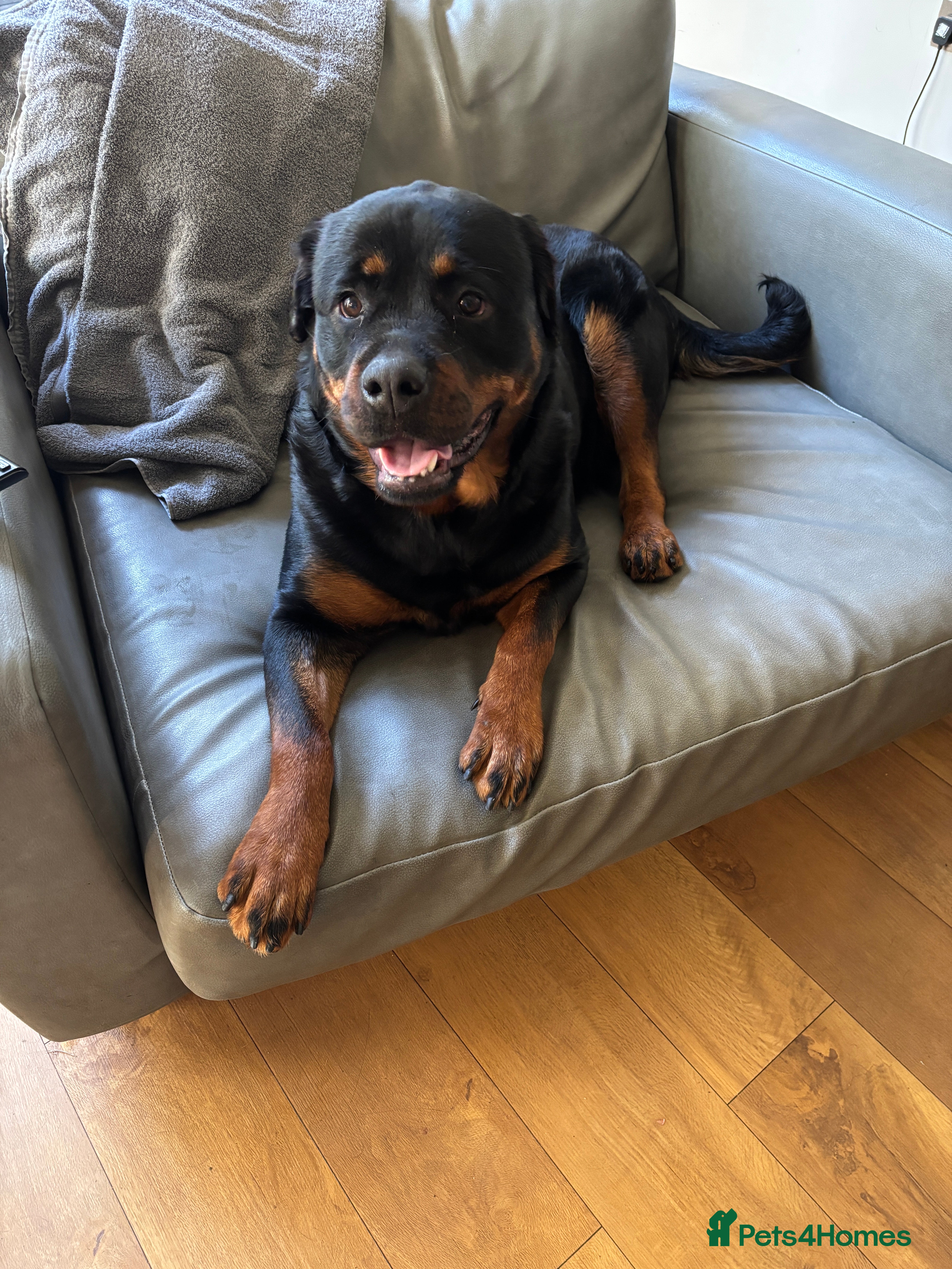 Rottweiler dogs Rottweiler  - Advert 17