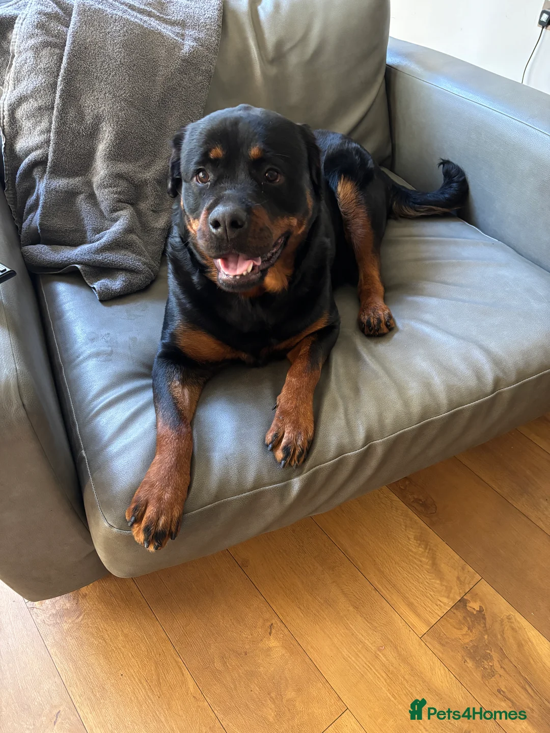 Rottweiler dogs for sale: Rottweiler  - Advert 1