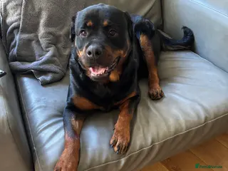 Rottweiler dogs Rottweiler - Advert 17