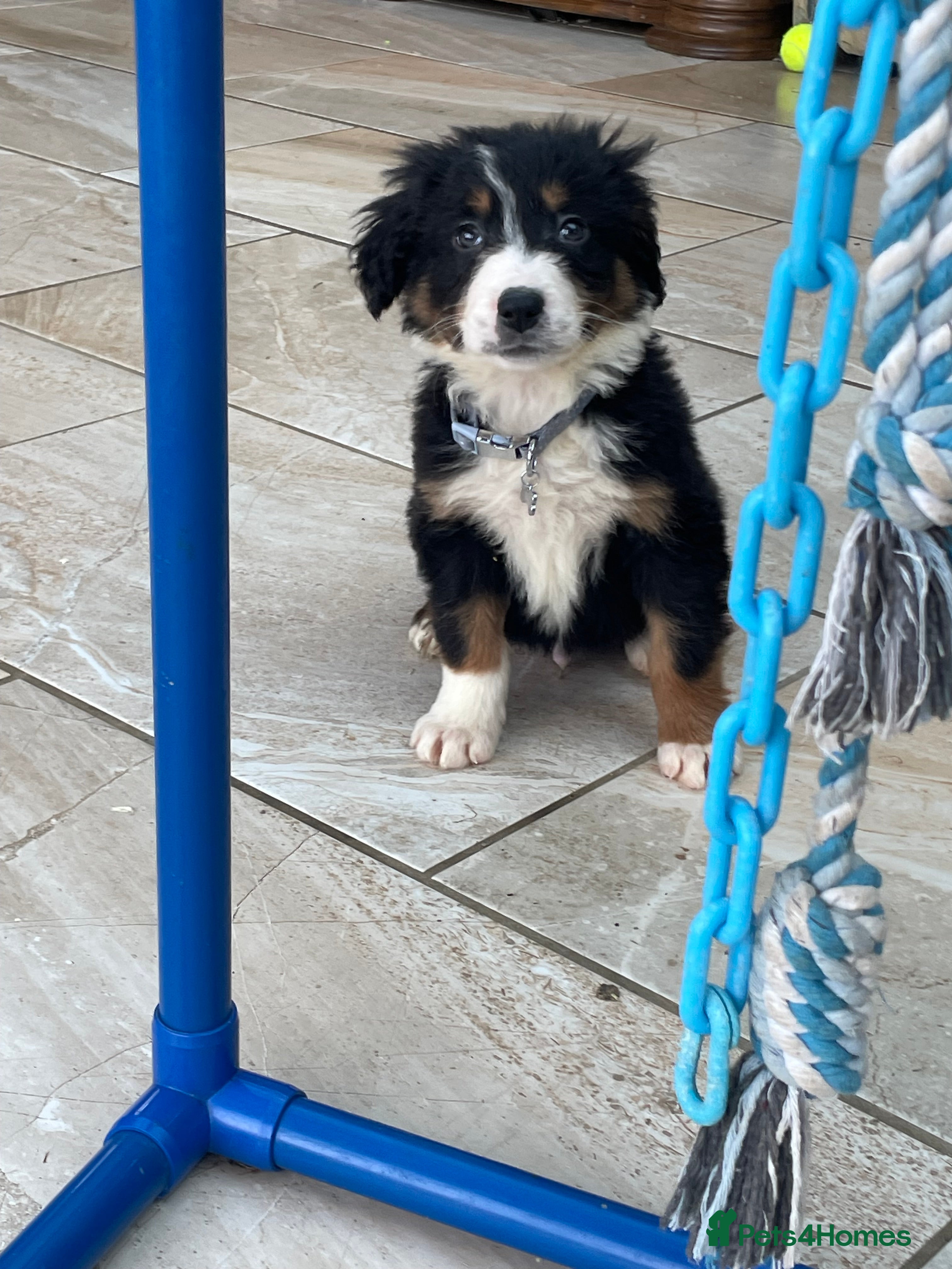 Leonberger Dog Breed Leonberger Poodle Cross Leonberger Cross