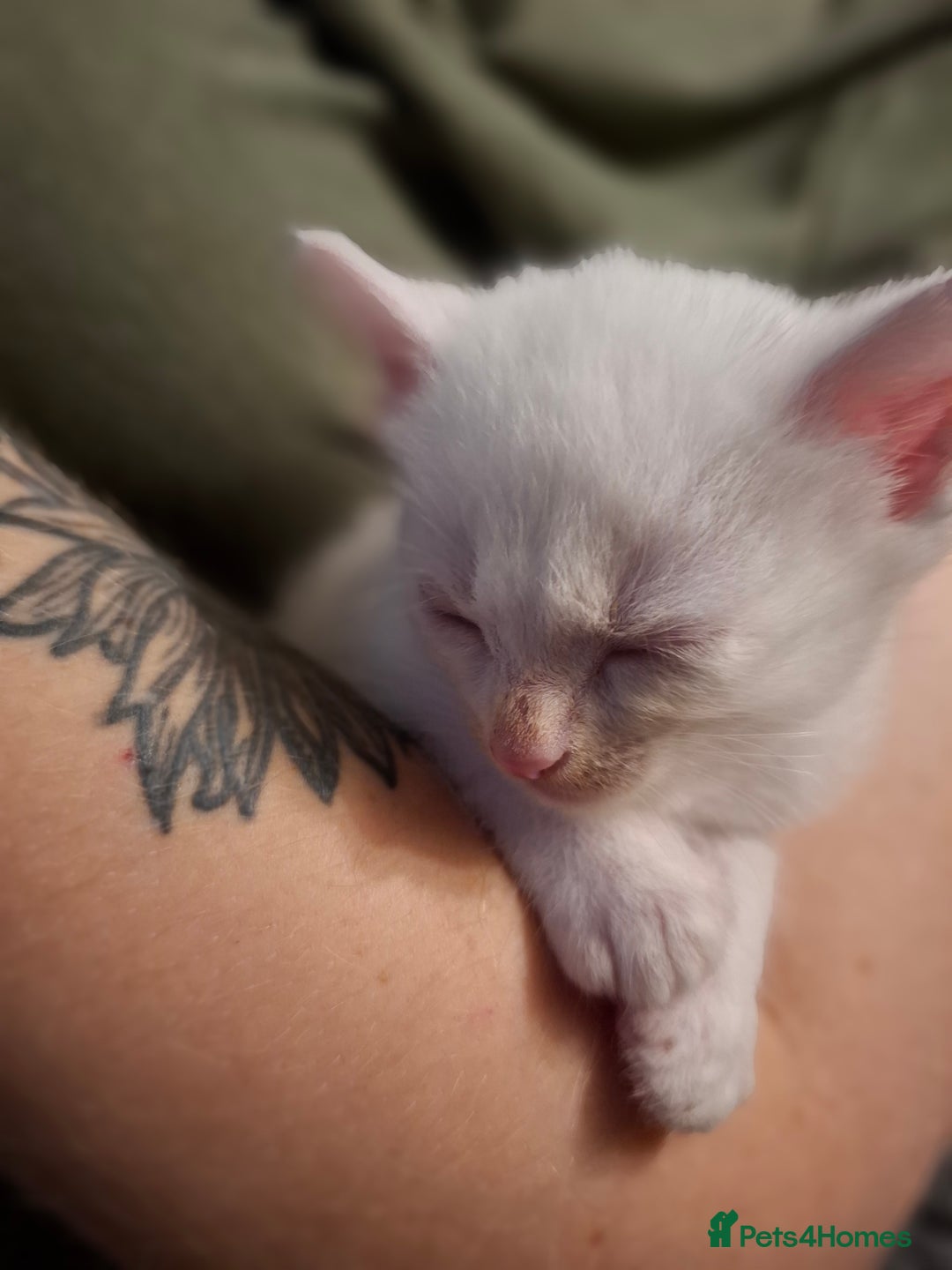 Domestic Shorthair cats for sale: 3 beautiful male kittens - Image 4