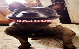 Belgian Shepherd Dog dogs for sale: Belgian shepherd malinois, working security k9 - Image 5
