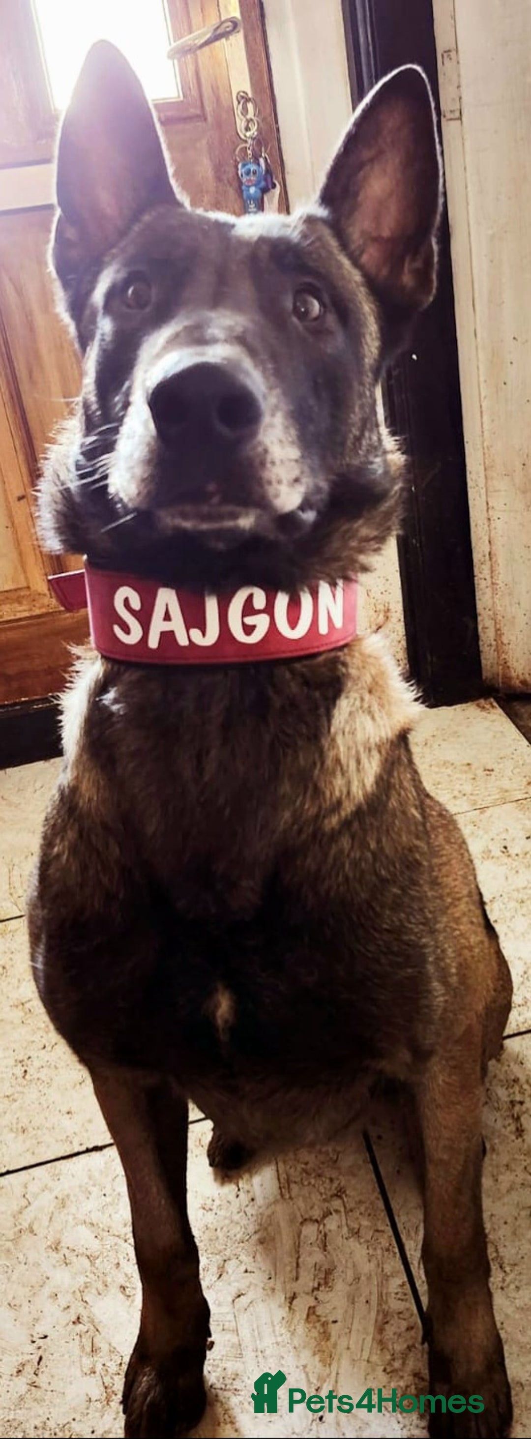 Belgian Shepherd Dog dogs for sale: Belgian shepherd malinois, working security k9 - Image 5