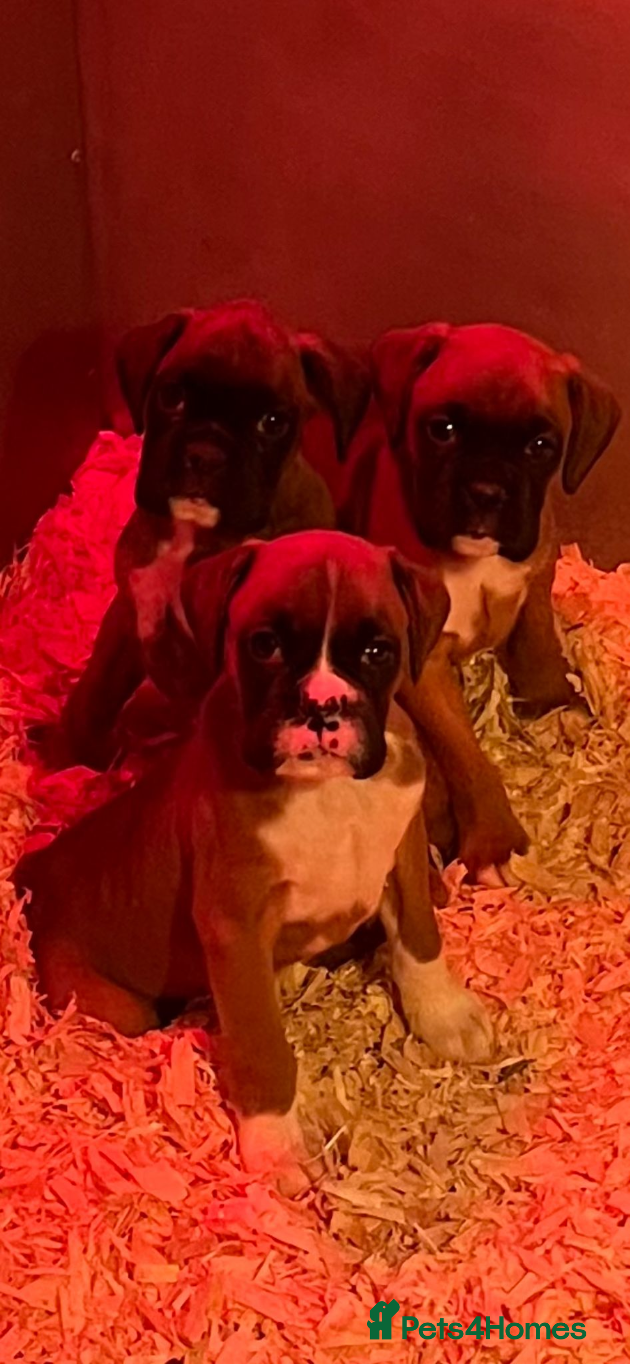 Boxer dogs Bobtail boxer puppies - Advert 6