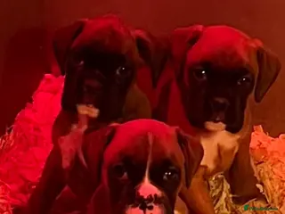 Boxer dogs Bobtail boxer puppies - Advert 6