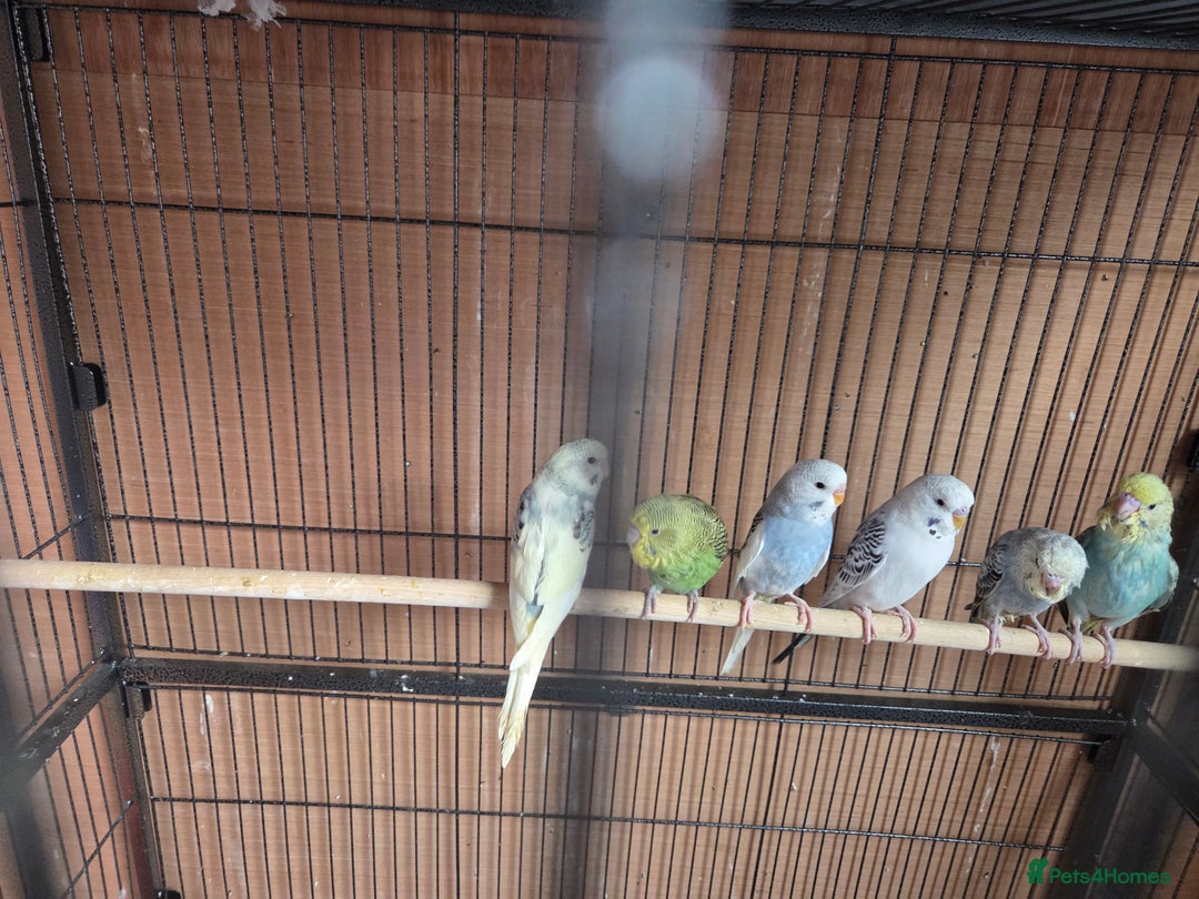 Budgerigars birds for sale:  budgies for sale - Advert 5