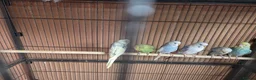 Budgerigars birds for sale:  budgies for sale - Advert 12