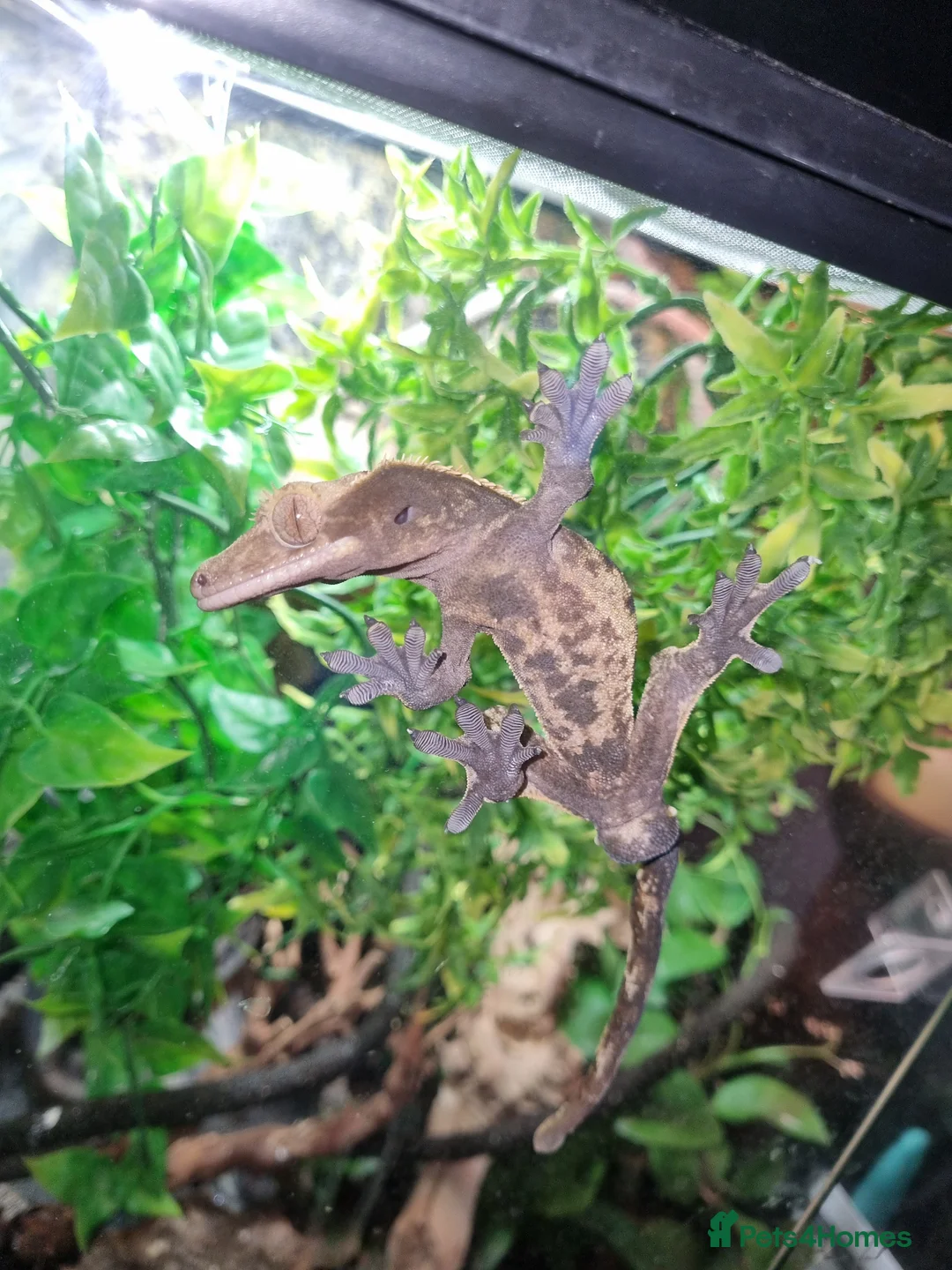Gecko reptiles for sale: Crested gecko male  - Advert 1