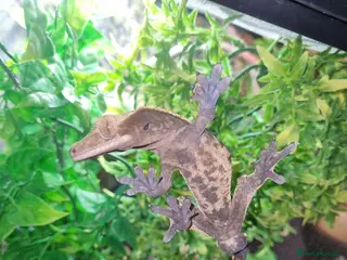 Gecko reptiles Crested gecko male - Advert 18