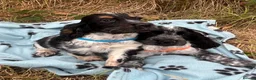 Cocker Spaniel dogs for sale: Show type cocker spaniel puppies  - Advert 10